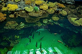 魚,水族館,oceanografico