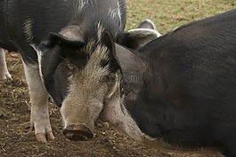 豬,農(nóng)場,動(dòng)物