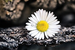 雛菊,指出花,花