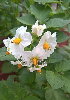 花,土豆,白