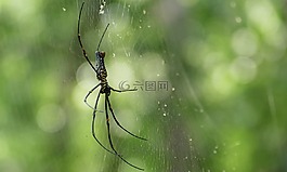 蜘蛛,web,叢林