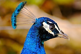 孔雀,鳥,羽毛