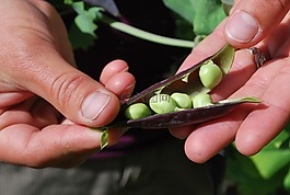 豌豆,收獲,食品