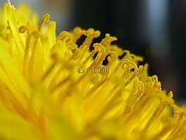 毛茛,黃色,關(guān)閉