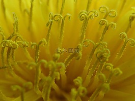 毛茛,蒲公英,黃色