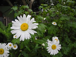黛西,鮮花,夏季