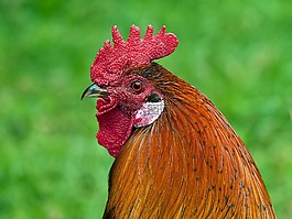 哈恩,動物,鳥
