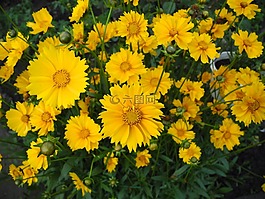 鮮花,黃色的雛菊,宏