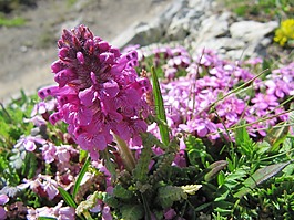 高山花卉,鮮花,花