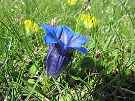 龙胆,鲜花,性质