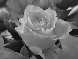 玫瑰,黑色和白色,花