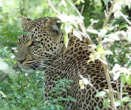 野生動物,貓,自然