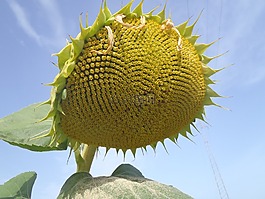 向日葵,花,花的