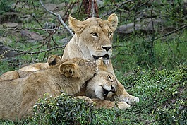 獅子,捕食者,野生動物園