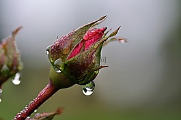 rosenknopse,雨,雨滴