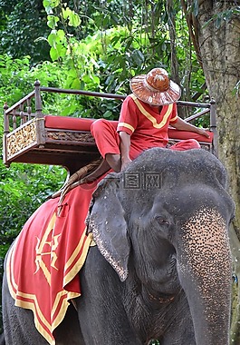 大象,旅游,動物