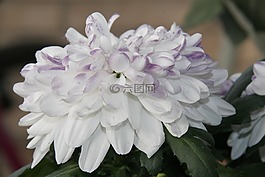 花,花園,性質