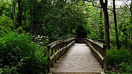木,橋,公園