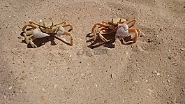 龍蝦,沙,海灘