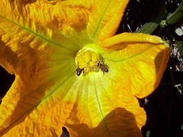 南瓜花,花,花瓣