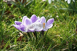 春天,紫,花