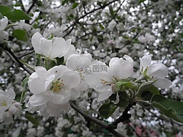鮮花,蘋果樹,蘋果花