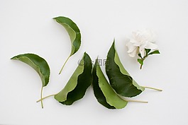 花,葉,晚間
