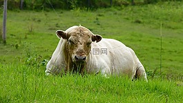 公牛,牛,乳制品