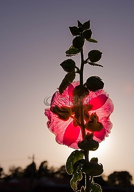 花,紅色的花,夏天花