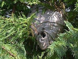 vespiary,黑窩,大黃蜂