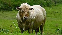 公牛,牛,乳制品
