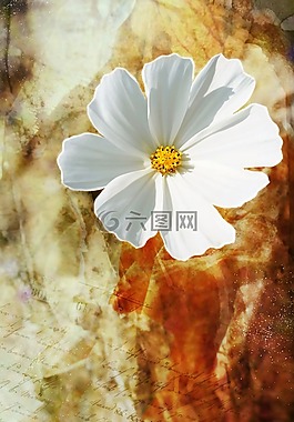 花,野花,白
