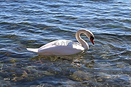湖,水,鳥(niǎo)