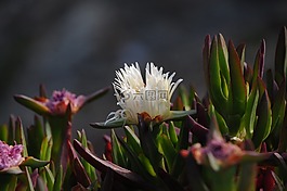 冰廠,自然,植物區(qū)系