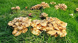 菌类,蘑菇,花园