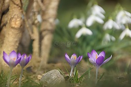 春天,花,紫