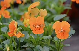 花花,cortuna,颜色橙色