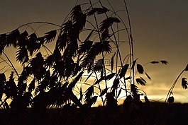 morgenrot,morgenstimmung,草