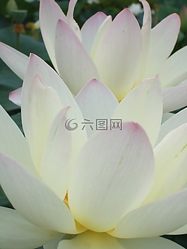 鮮花,蓮花,日本