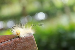 毛蟲(chóng),動(dòng)物,自然