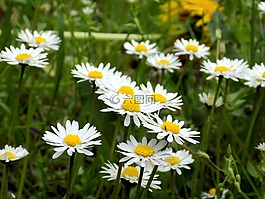 鵝花,草地,開花