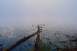 湖,霧,樹