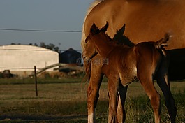 potrillo,馬,動物