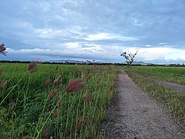 景觀,自然,農(nóng)村