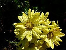 asters,關(guān)閉,雨滴