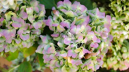 繡球花,糖果,過去