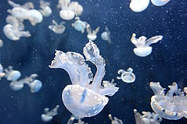 海蜇,水,動物