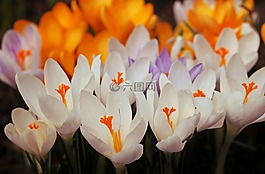 藏紅花,鮮花,花
