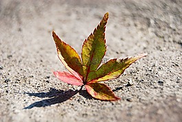 葉,秋天,秋