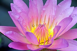 獨(dú)獨(dú)黃,睡蓮,水生植物
